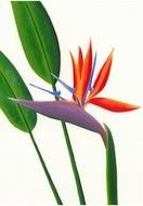bird of paradise flower drawing