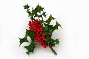 Christmas Holly Plant Dark Brown Hairstyles