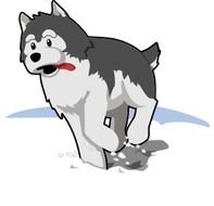 running husky