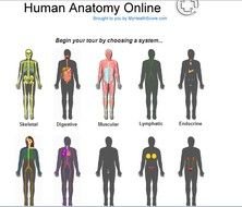 Human Body Systems Cartoon