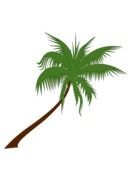 palm tree with green leaves on a white background