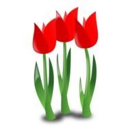 three red tulips, drawing