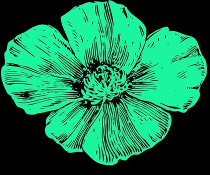 California Poppy Color Variation D