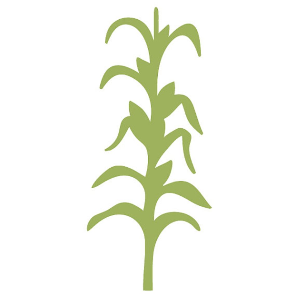 Corn Stalk Stencil Pictures