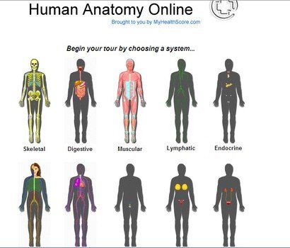 Human Body Systems Cartoon