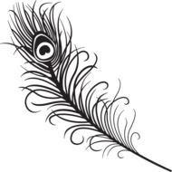 white peacock feather on a black background