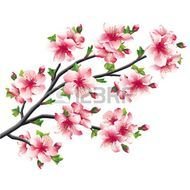 Images Of Cherry Blossom Branches Google Search Blossoms