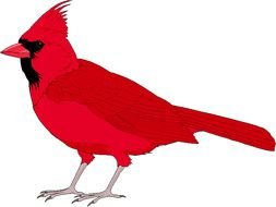 red bird on a transparent background