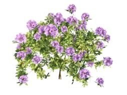 clipart of the purple flowers