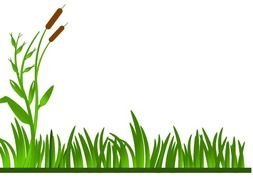 reed on green grass on a white background