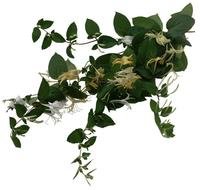 Clipart of Honeysuckle