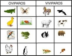 Fotos Y Ejemplos De Animales Ov&amp;237paros Viv&amp;237paros