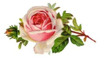 Vintage Flower Rose drawing