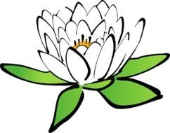 Lotus Flower Water Lily White Bloom