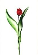 nice red rose drawing