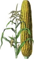 yellow Halloween corn drawing