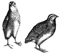 male and female Quails, drawing