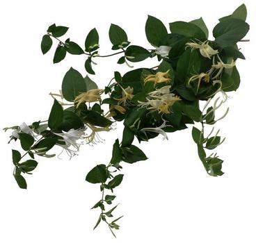 Clipart of Honeysuckle