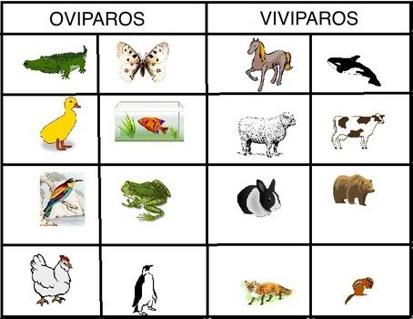 Fotos Y Ejemplos De Animales Ov&237paros Viv&237paros