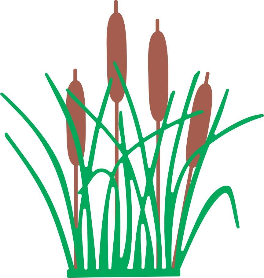 Reed as a picture for clipart free image download