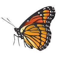 Colorful flying butterfly clipart