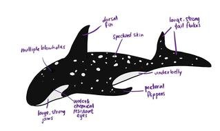 Labeled Whale drawing