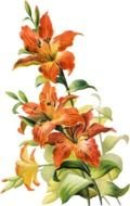 Tiger Lily Flower Rainforest