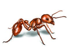 drawing of an ant