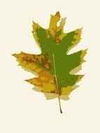 Missouri Fall Tree drawing
