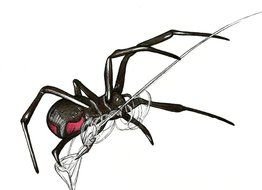 big Black Widow Spider Drawing