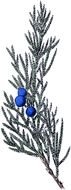 clipart of the juniper botanical