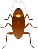 brown Cockroach as a drawing