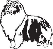 Sheltie Shetland Sheepdog Dog Lover Art For Custom Gifts