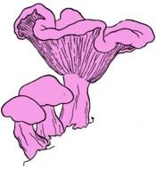 pinke Fungus drawing