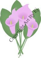 Lily Flowers Digital Graphic Art Fl00001