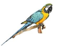 drawn big blue-yellow parrot