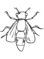 Lightning Bug Coloring Page darwing