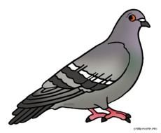 Pigeon Clipart 5 Best Blog