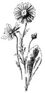 gerbera on the stem as a picture for clipart