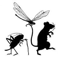 clipart of the insects and mouse silhouettes