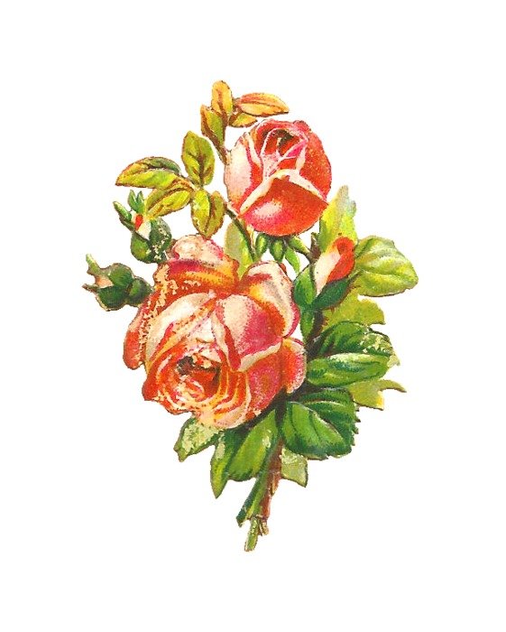 Antique Images Free Flower Red And Pink Rose Graphics N2