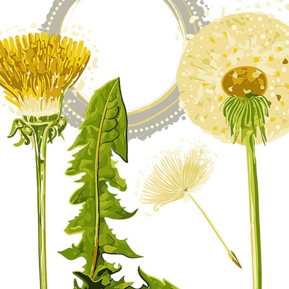 Bright Beautiful Dandelion Flowers Digital Graphics Great