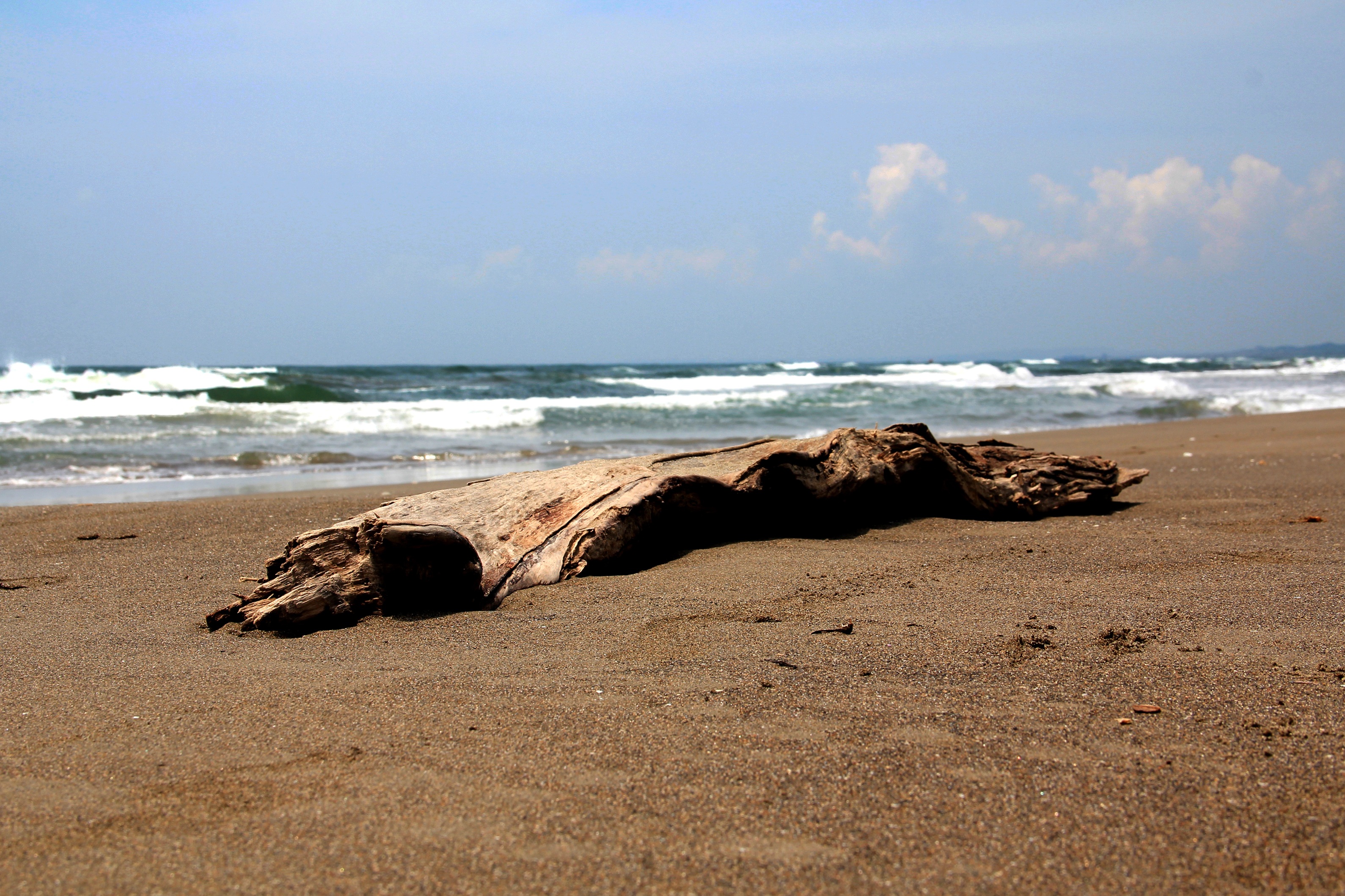 Beach Wood Veracruz Mexico Sand Free Image Beach Wood Veracruz Mexico Sand
