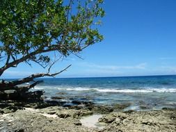 landscape of tree on a rocky ocean beach