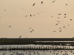 evening sky with birds
