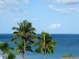 tops of palm trees at blue sky and caribbean sea, st lucia