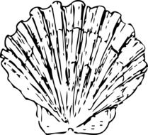 Picture of shell