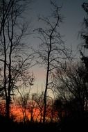 beyond the trees red sunset sky