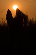 dog silhouette at sunset