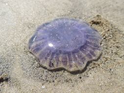 violet jellyfish